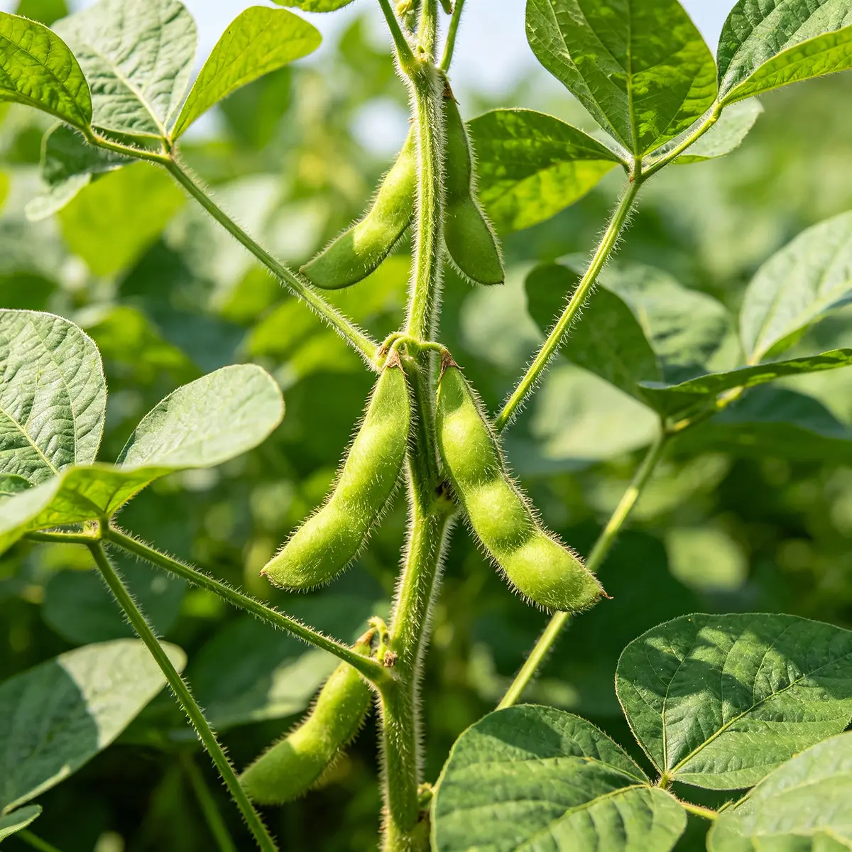 Biostimulants
