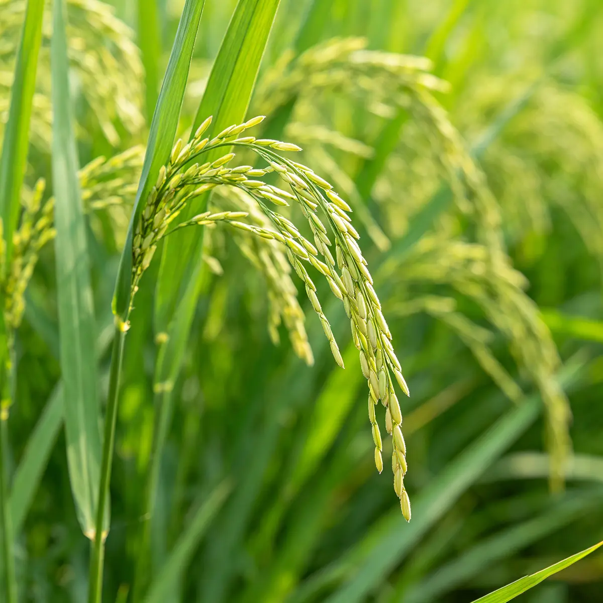 Biostimulants Raw Material